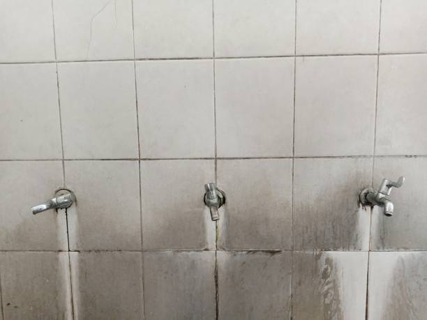 Best Basement water damage restoration  in Crane, MO